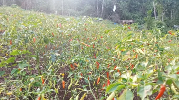 Petani Cabai di Lairngangas Menjerit: Pupuk Langka, Air Ada tapi Tak Terjangkau
