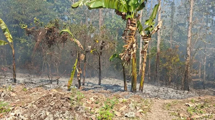 El Nino Batasi Pengembangan Lahan Pertanian di Kota Tual