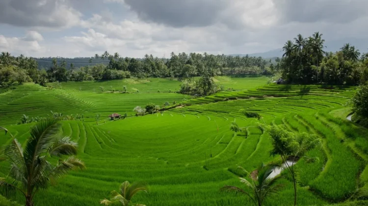 LP2B Capai 87,63 Persen, Lampaui Target Pemerintah