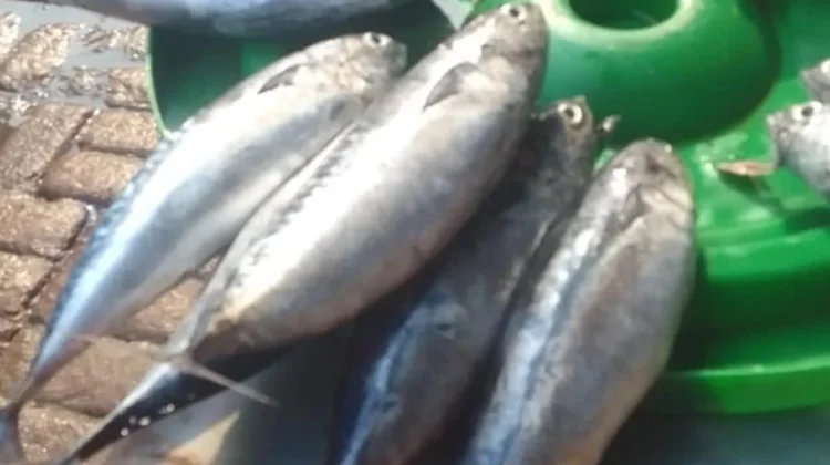Harga Ikan di Pasar Langgur Tetap Normal, Pedagang Panen di Musim Bulan Terang