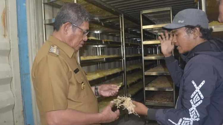 Pemkab Malra Dorong Hilirisasi Rumput Laut untuk Tingkatkan Ekonomi Pesisir
