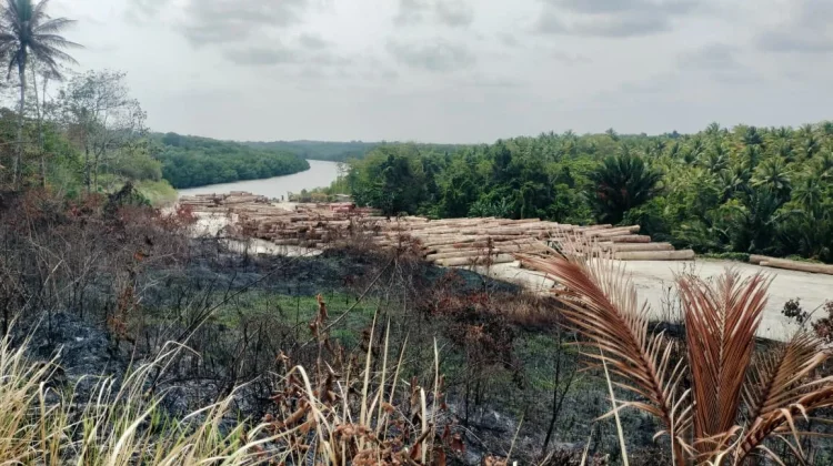 Cabut Izin PT.KJB, Solusi Jaga Hutan Tanimbar dari Degradasi Total