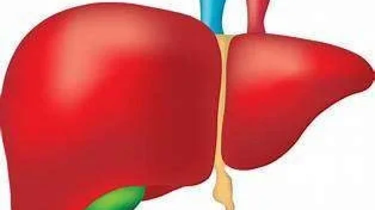 Hal - Hal Fakta Tentang Penyakit Liver