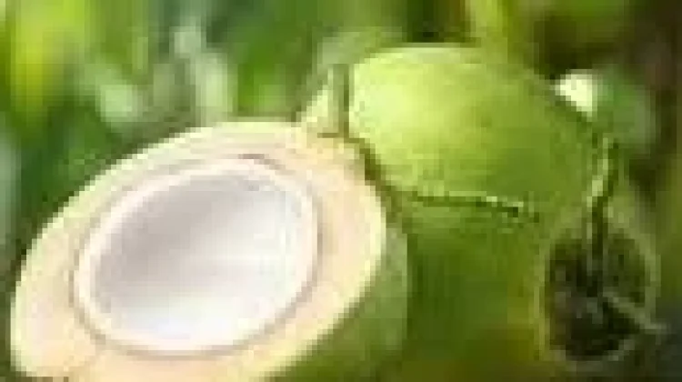 Manfaat Alami Air Kelapa Mengatasi Masalah Pencernaan
