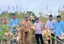 Desa Tubyal Gelar Panen Raya Jagung