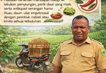 Panduan Sukses Budidaya Cabe Rawit Bagi Petani