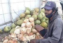 150 Buah Kelapa Sehari diborong Pembeli