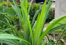 Daun Pandan, Si Hijau Wangi dengan Berjuta Manfaat