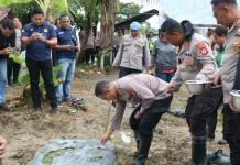 Dukung Swasembada Pangan, Polres Kepulauan Aru Lakukan Penanaman Jagung Serentak