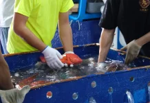 CV Yong Fisheries Ekspor Kerapu Tual ke Hong Kong