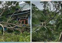 Hujan Deras Picu Pohon Tumbang Timpa SMP N 5 Dullah Darat