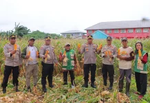 Polres Tual Gelar Panen Jagung di Lahan Ketahanan Pangan