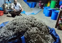 Stok Ikan Puri Kering di Tual Stabil
