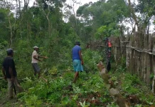 Babinsa Koramil 1503-06/PP Kur Bersama Warga Perbaiki Pagar Kebun Desa Tubyal