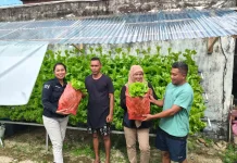 Selada, Jadi Sayur Incaran di Kepulauan Kei saat Ini