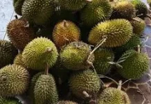 Buah Durian Menjadi Buah Primadona Banyak Orang