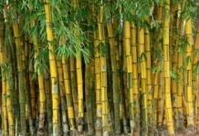Mengenal Bambu Kuning, Tanaman Hias yang Populer