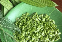Yuk Kenali Petai Cina dan Manfaatnya