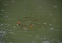 Fakta Unik Hujan Ikan di Honduras