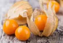 Mengenal Buah Ciplukan Kaya dan Manfaatnya pada Kesehatan