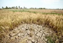 El Nino Berkepanjangan, Apa Dampaknya Bagi Petani di Indonesia?