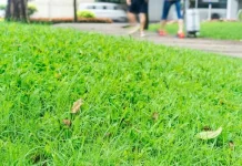 Rumput Tumbuh Membandel, Ini Cara Jitu Mengatasinya