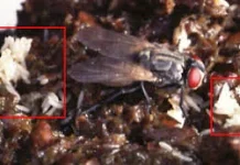 Waspada Telur Lalat pada Makanan