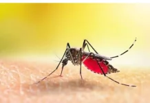 Hari Malaria Sedunia: Upaya Global Memutus Rantai Penularan