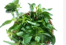 Daun Kemangi Jadi Solusi Herbal Multiguna