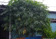Daun Pepaya Jepang Adalah Obat Alternatif Kolesterol