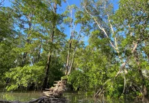 Hutan Mangrove: Benteng Hijau Pesisir yang Kaya Manfaat