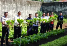 Semarak HBP ke-62, Lapas Tual Panen Sayur Sawi Segar