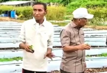 Pemkot Tual Dukung Produktivitas Cabai Tekan Inflasi