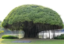 Pohon Beringin dan Berbagai Mitosnya