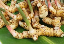 Kenali Lengkuas dan Kegunaannya
