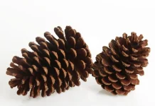Yuk Cari Tahu Manfaat Buah Pinus