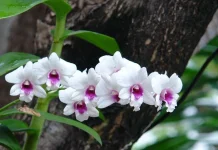 Anggrek, Bunga Hutan yang Mempesona