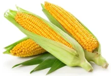 Jagung dan Berbagai Olahannya