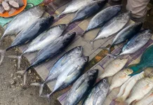 Serupa tapi Tak Sama, Ini Ciri Khas Tuna, Cakalang, dan Tongkol