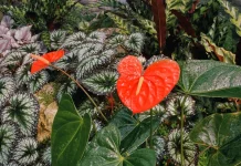 Tak Sekadar Indah, Ini 3 Fakta Menarik Tentang Bunga Anthurium