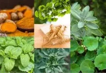 Bermanfaatnya Tanaman Herbal pada Kesehatan Tubuh