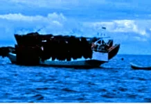 Ekploitasi Telur Ikan di Tanimbar Sarat Kepentingan