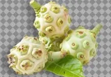 Manfaat Mangkudu untuk mengobati hipertensi