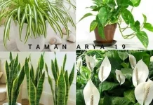 Mengenal Berbagai Jenis Tanaman Pembersih Udara