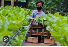 Urban Farming: Solusi Pangan Mandiri dan Gaya Hidup Sehat di tengah Kota