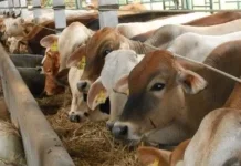 Mendekati Idul Adha, Hewan Kurban Mulai Ramai Diperdagangkan