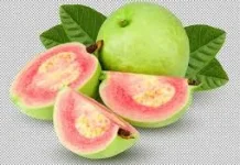 Jambu biji,tanaman buah sehat tanpa pupuk kimia