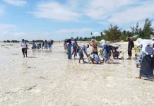 Peringati Harkitnas SMA Negeri 3 Kota Tual Tanam Mangrove