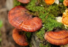 Mengenal Jamur Ganoderma Lucidum, Saingan Gingseng dalam Ilmu Pengobatan