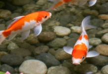 Yuk Mengenal koi, Spesies Ikan yang Cantik